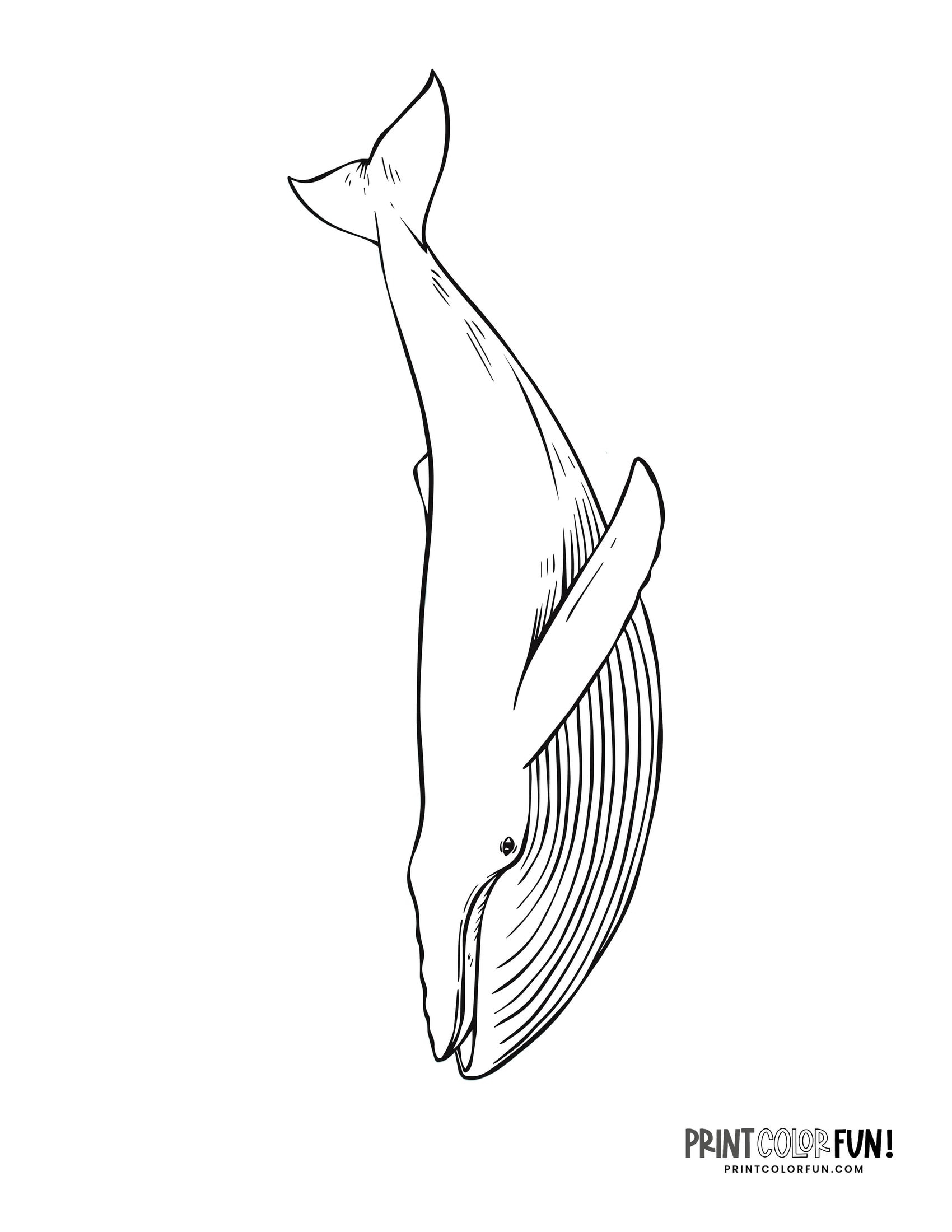 12 Whale Drawings amp amp Clipart Add A Splash Of Creativity amp amp 