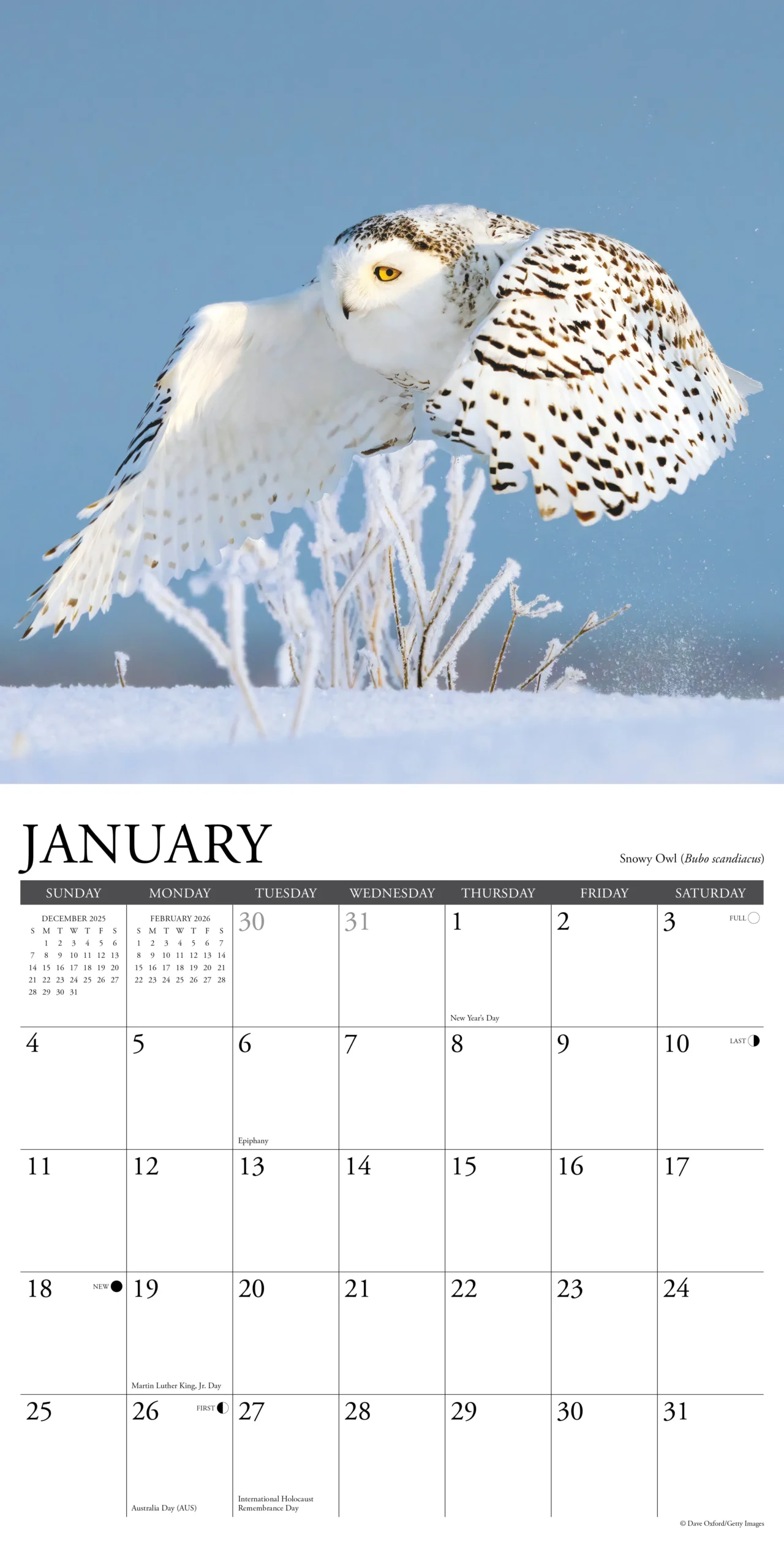 November 2026 Printable Calendar Owls