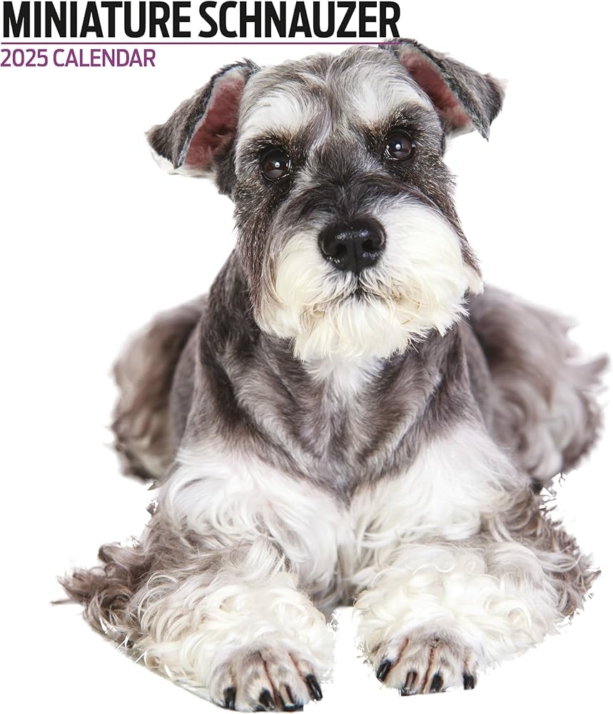 Miniature Schnauzer 2025 Modern Calendar Wall Calendars Amazon au