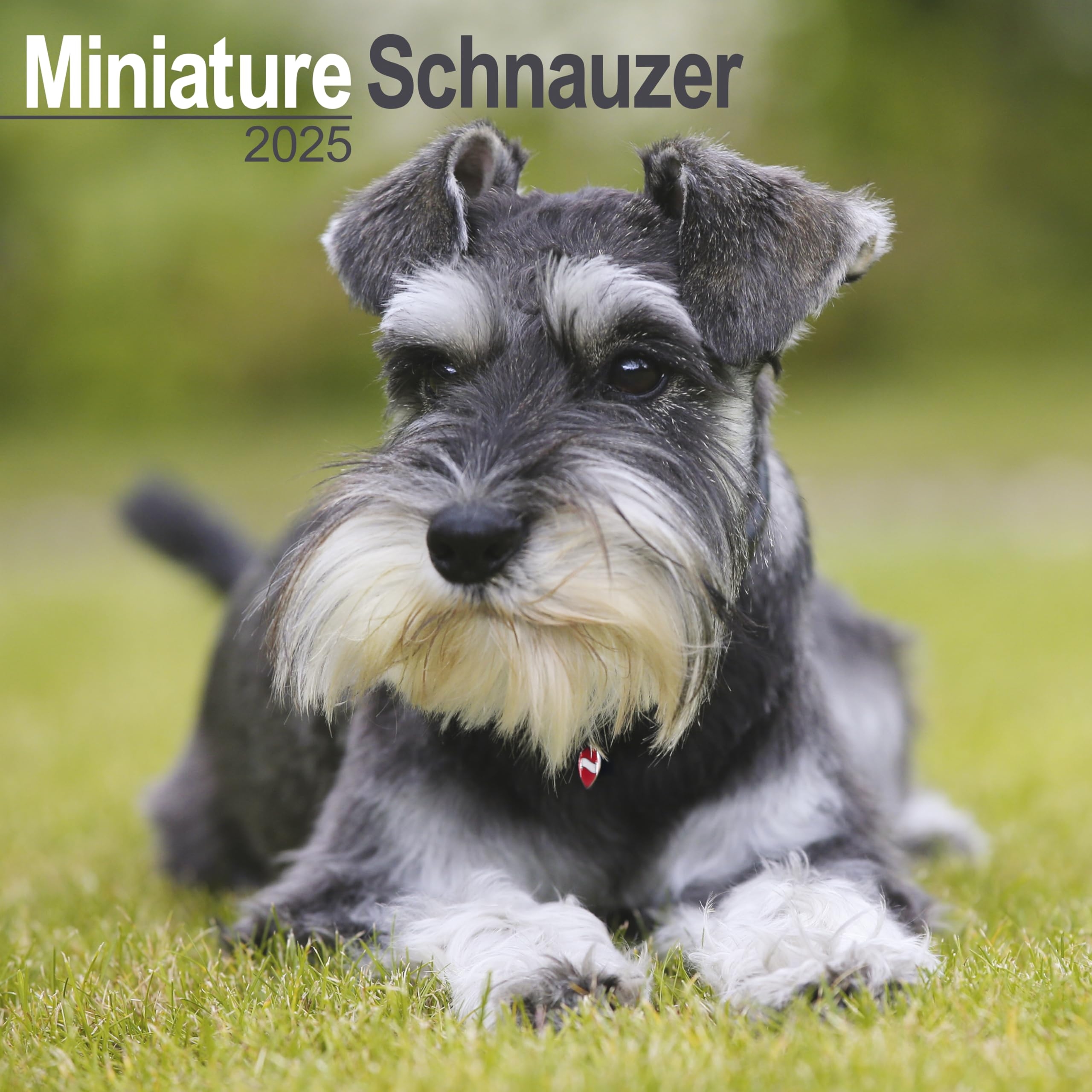 Schnauzer Miniature 2025 Square Wall Calendar Dog Breed Calendar 