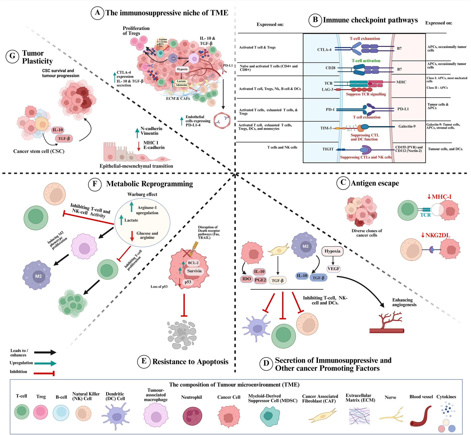 Advancing CAR based Cell Therapies For Solid Tumours Challenges 