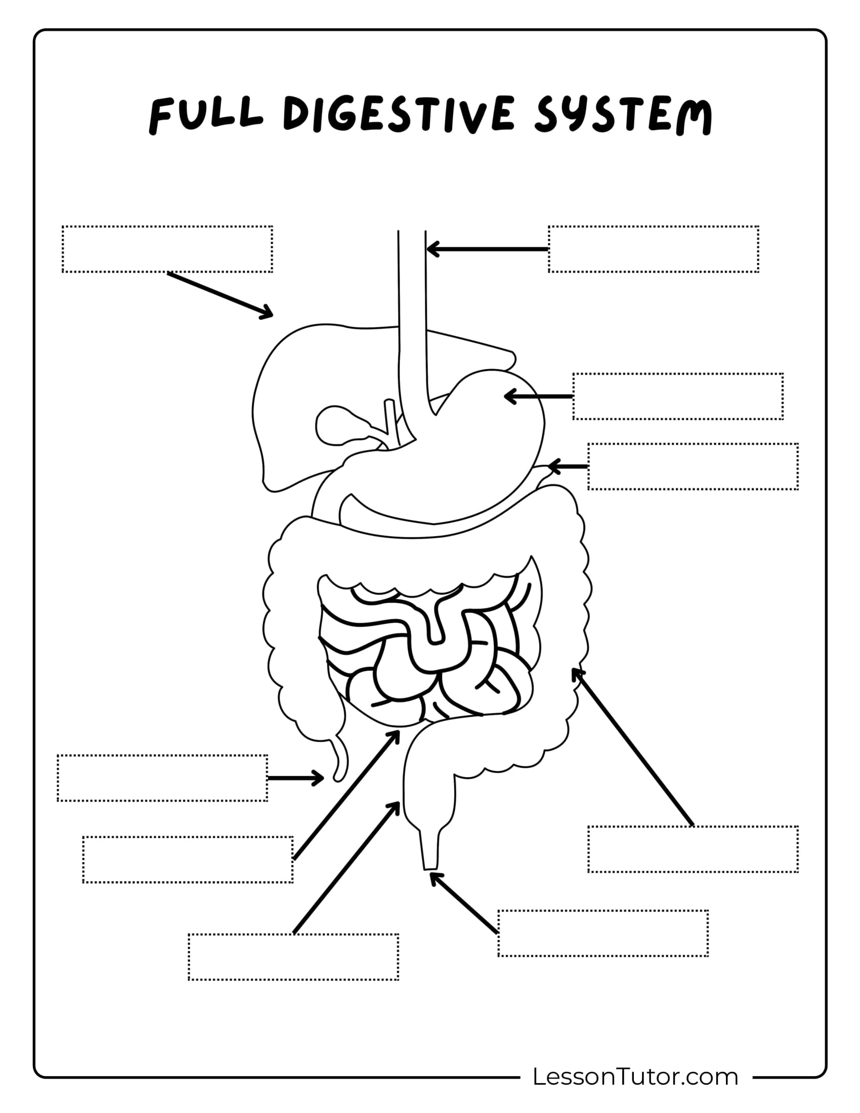 Free Printable Digestive System