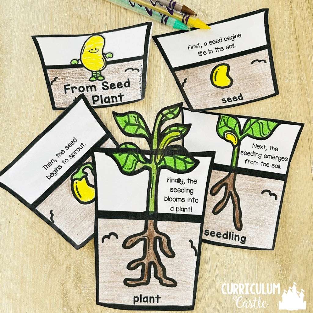 Plant Life Cycle Printable Book