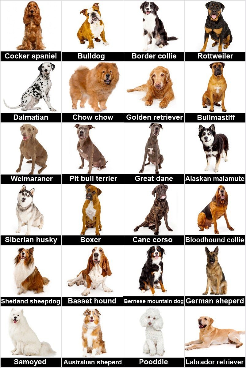 8 Dog Ideas To Save Today Dog Breeds Dog Games Dogs And More