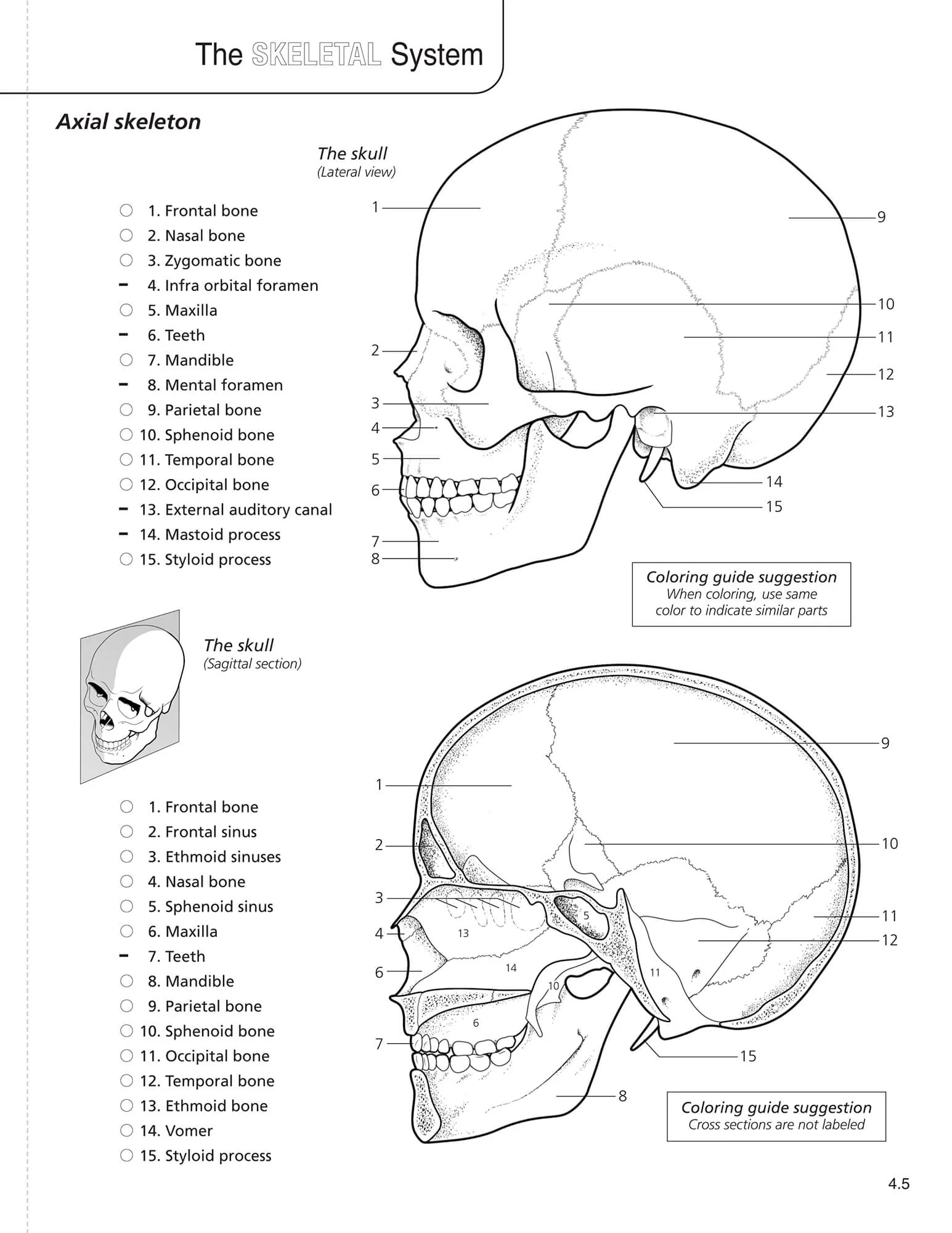 Book Anatomy amp Physiology Coloring Book