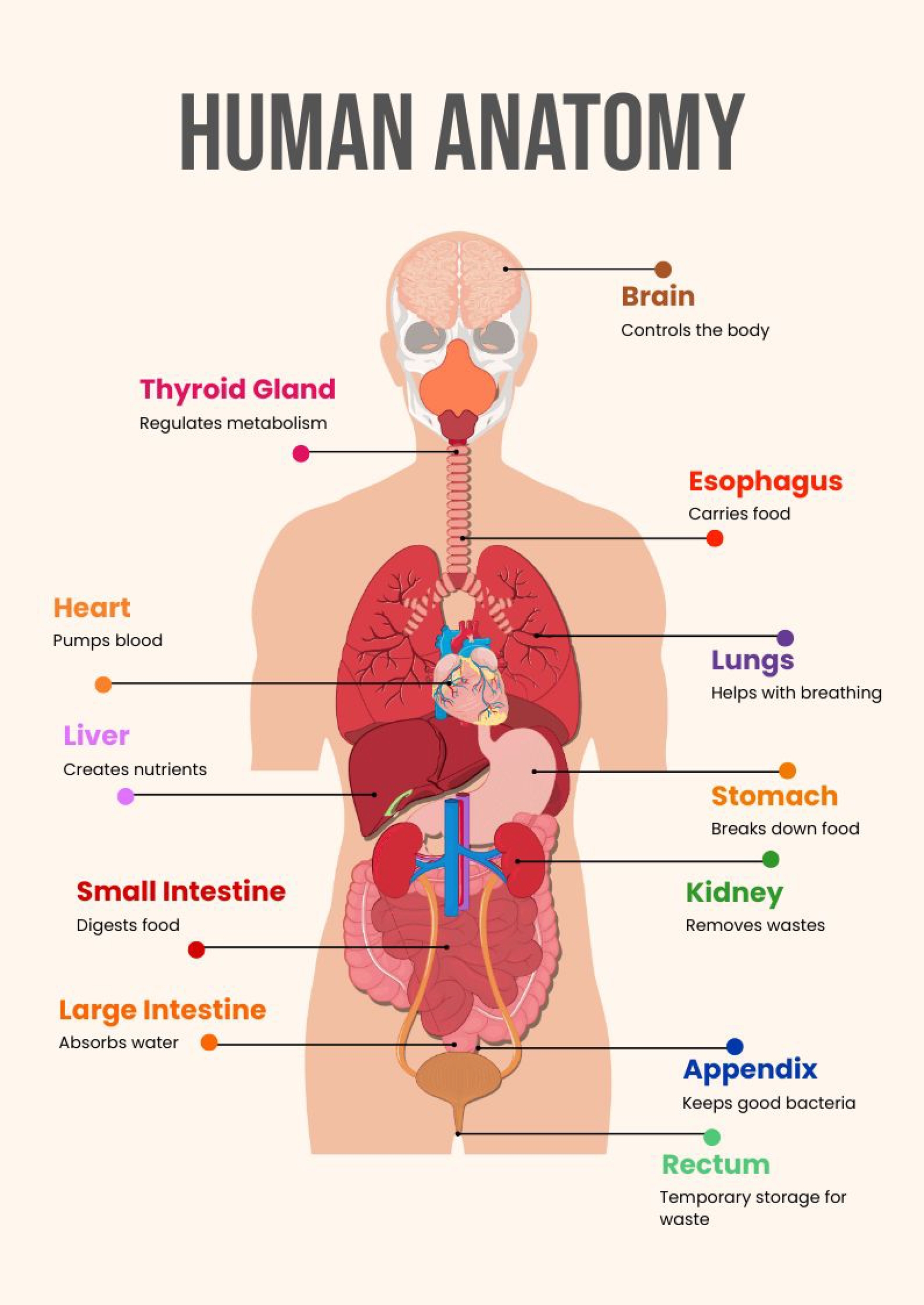 Free Human Anatomy Printables