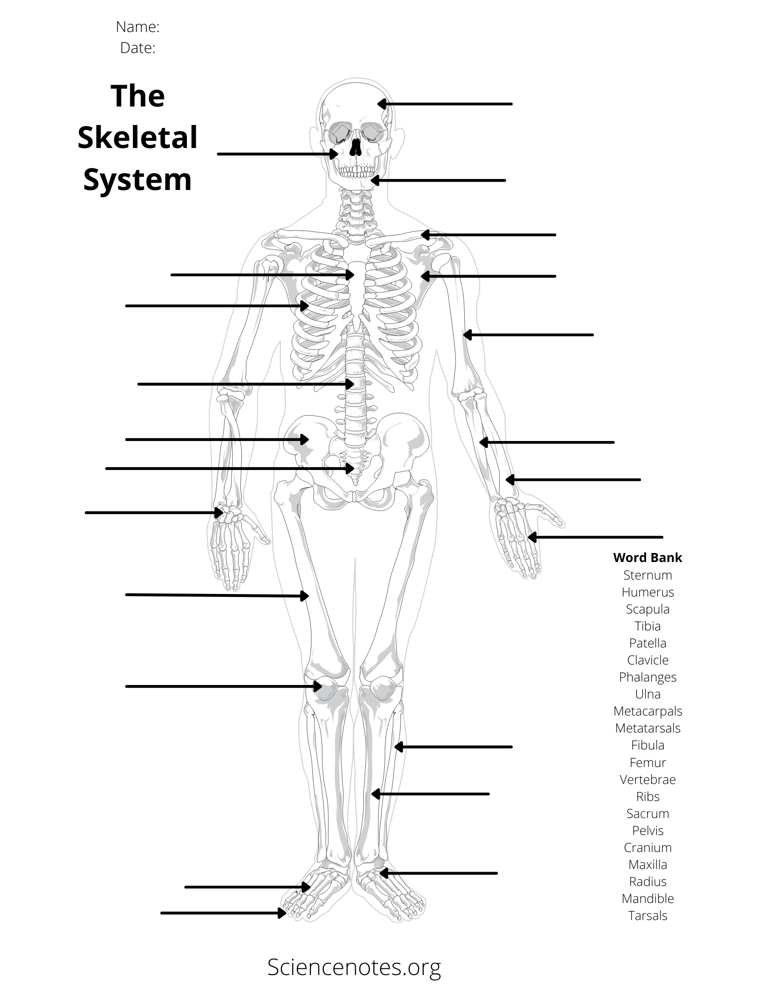 Anatomy And Physiology Printable Pictures