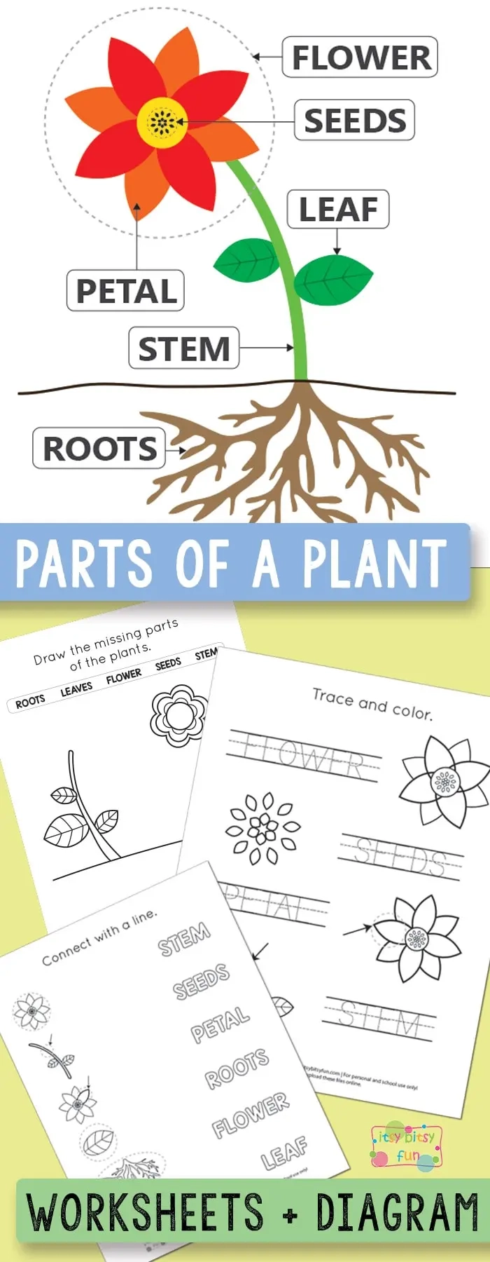 Free Printable Flower Part Worksheet