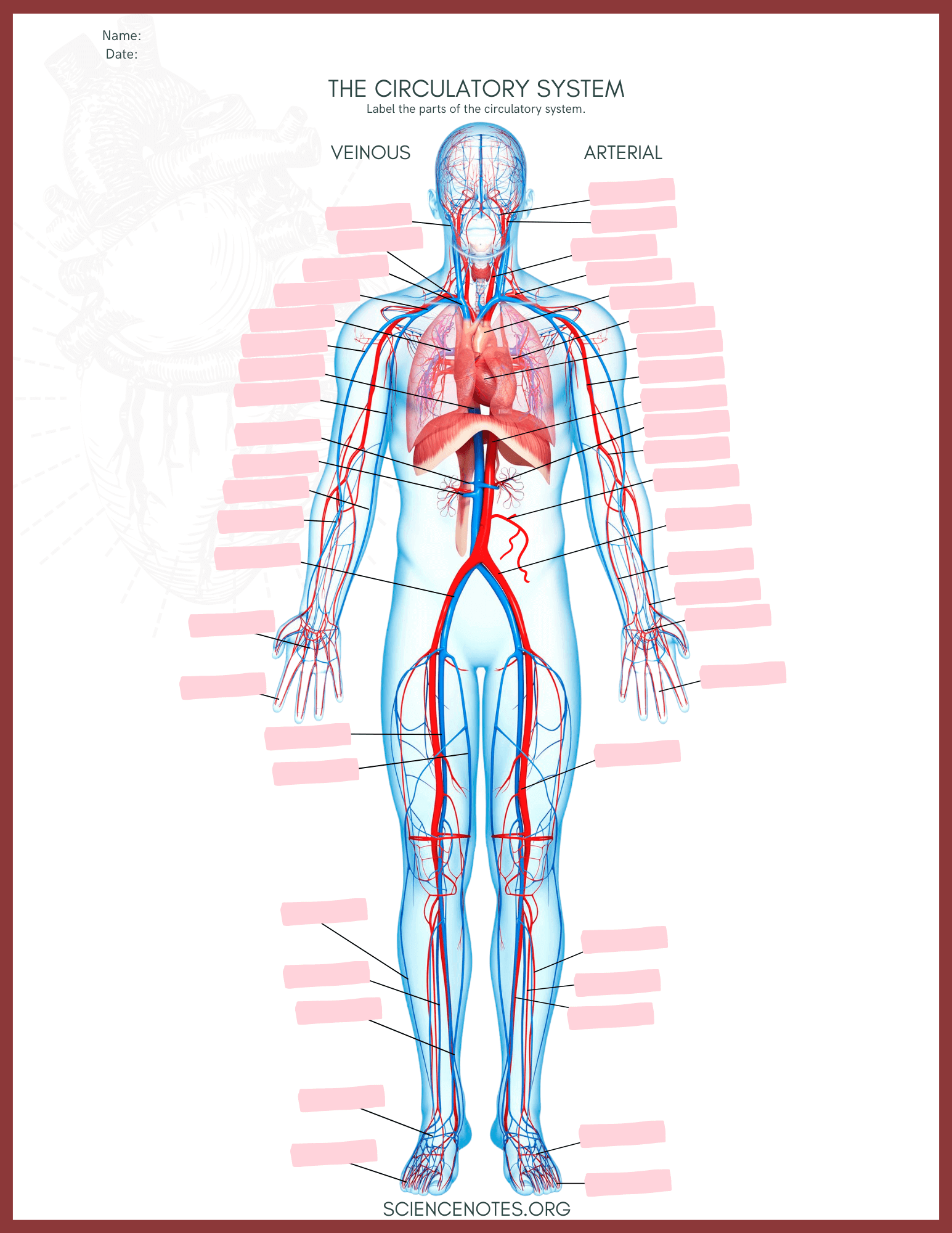 Anatomy And Physiology Free Printables