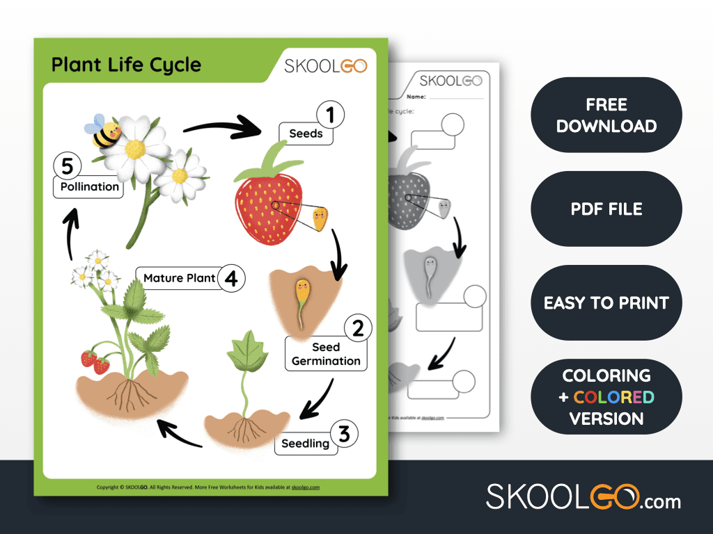 Plant Life Cycle Free Worksheet SKOOLGO