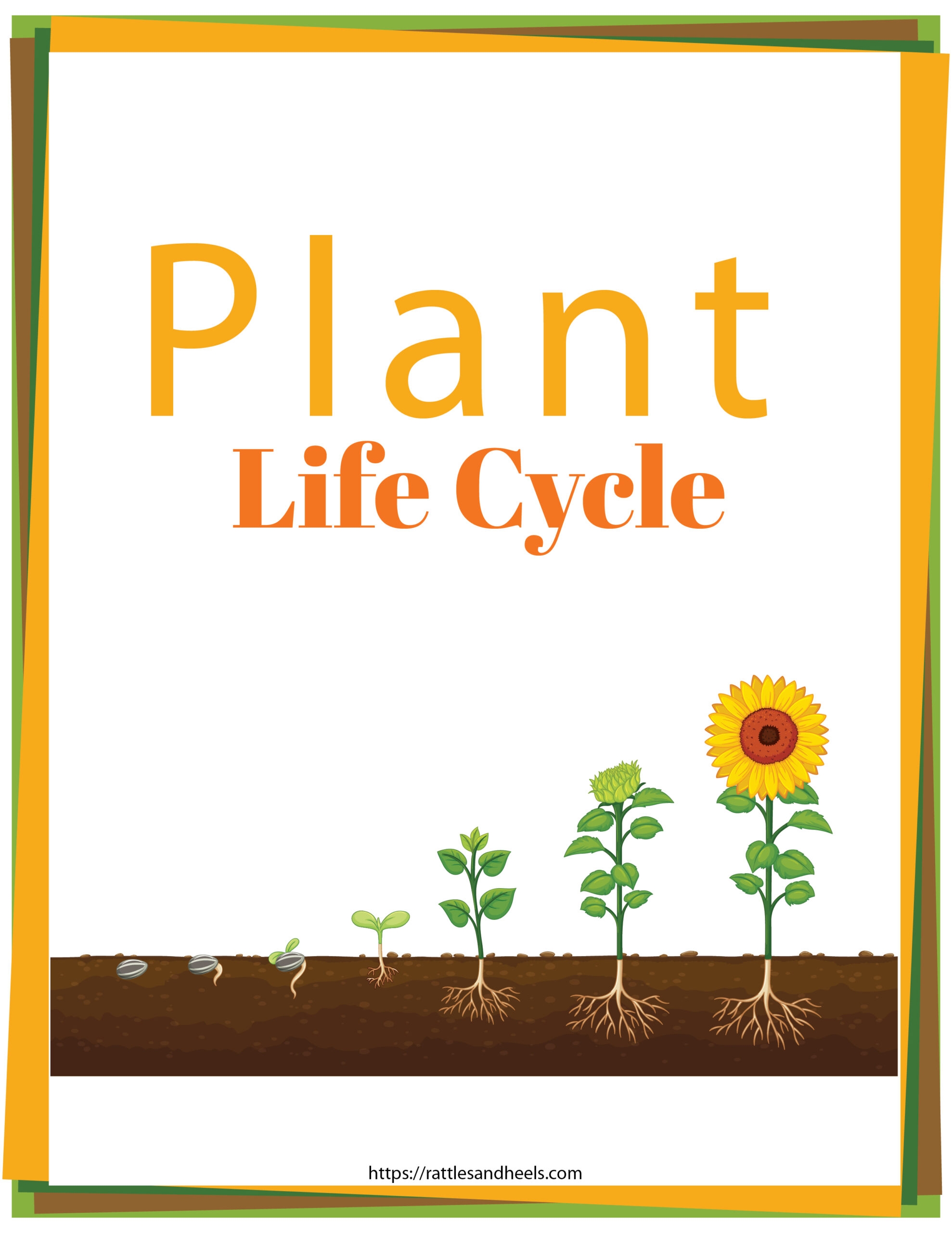 Plant Life Cycle Worksheets Free Printables For Kids Adanna Dill