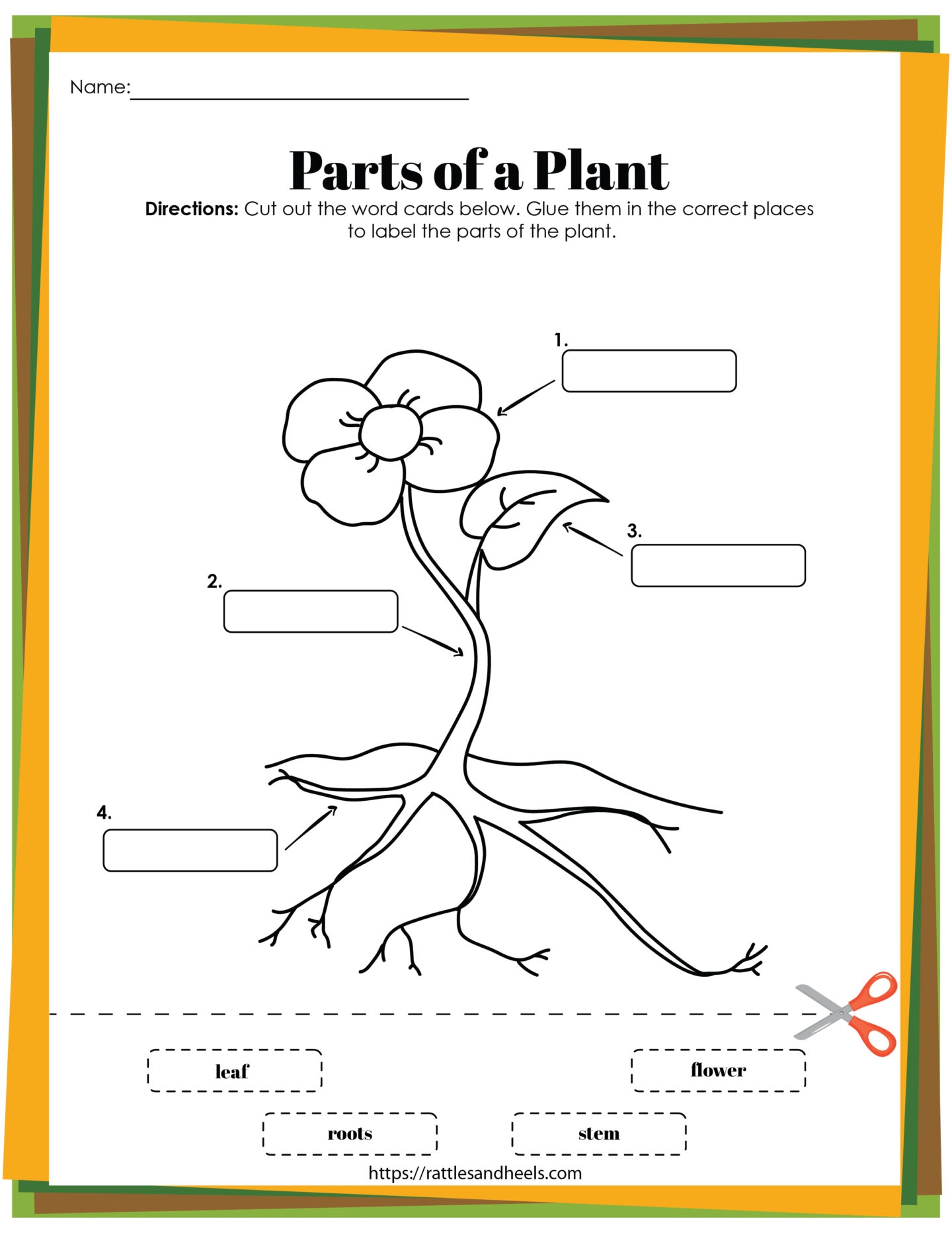 Plant Life Cycle For Kids Printable