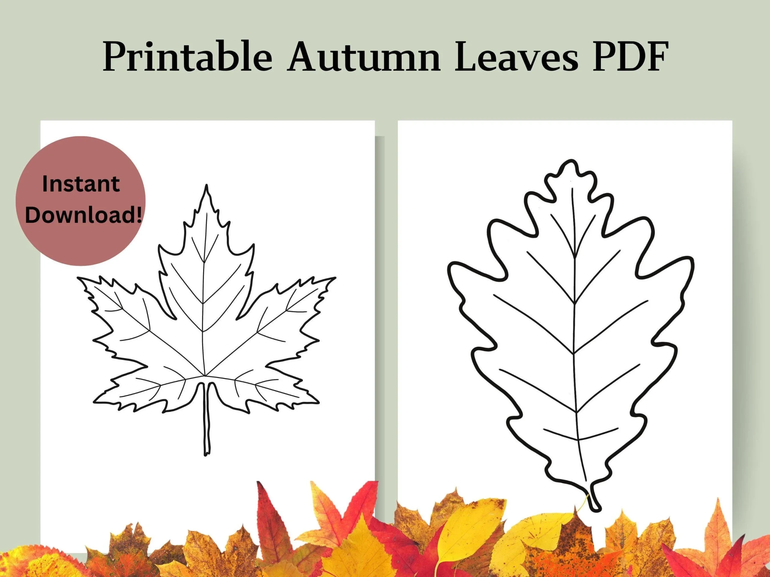 Printable Autumn Leaves PDF Fall Leaves Outlines For Crafts 