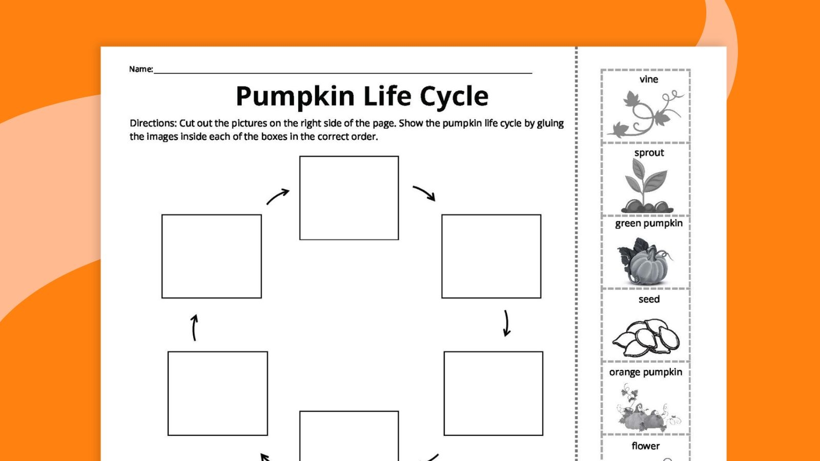Life Cycle Of Pumpkin Printable