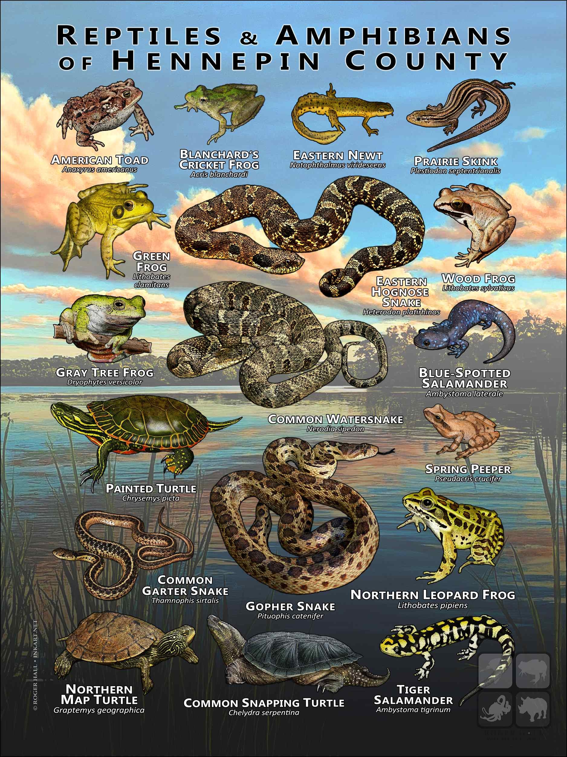 Printable Pictures Of Reptiles