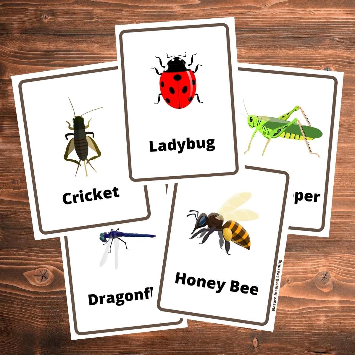 Printable Insect Pictures For Kids