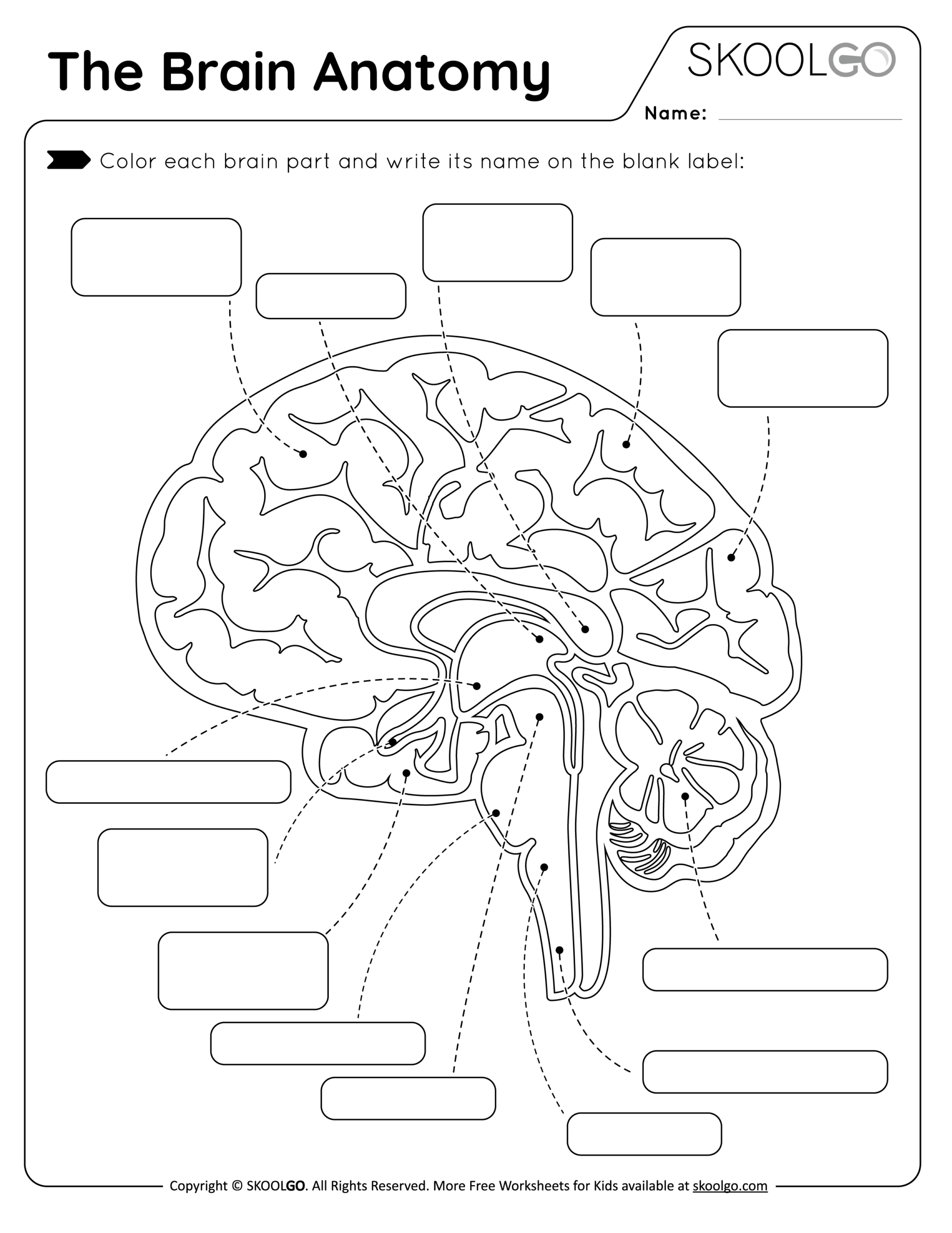 Printable Brain Diagram For Labeling