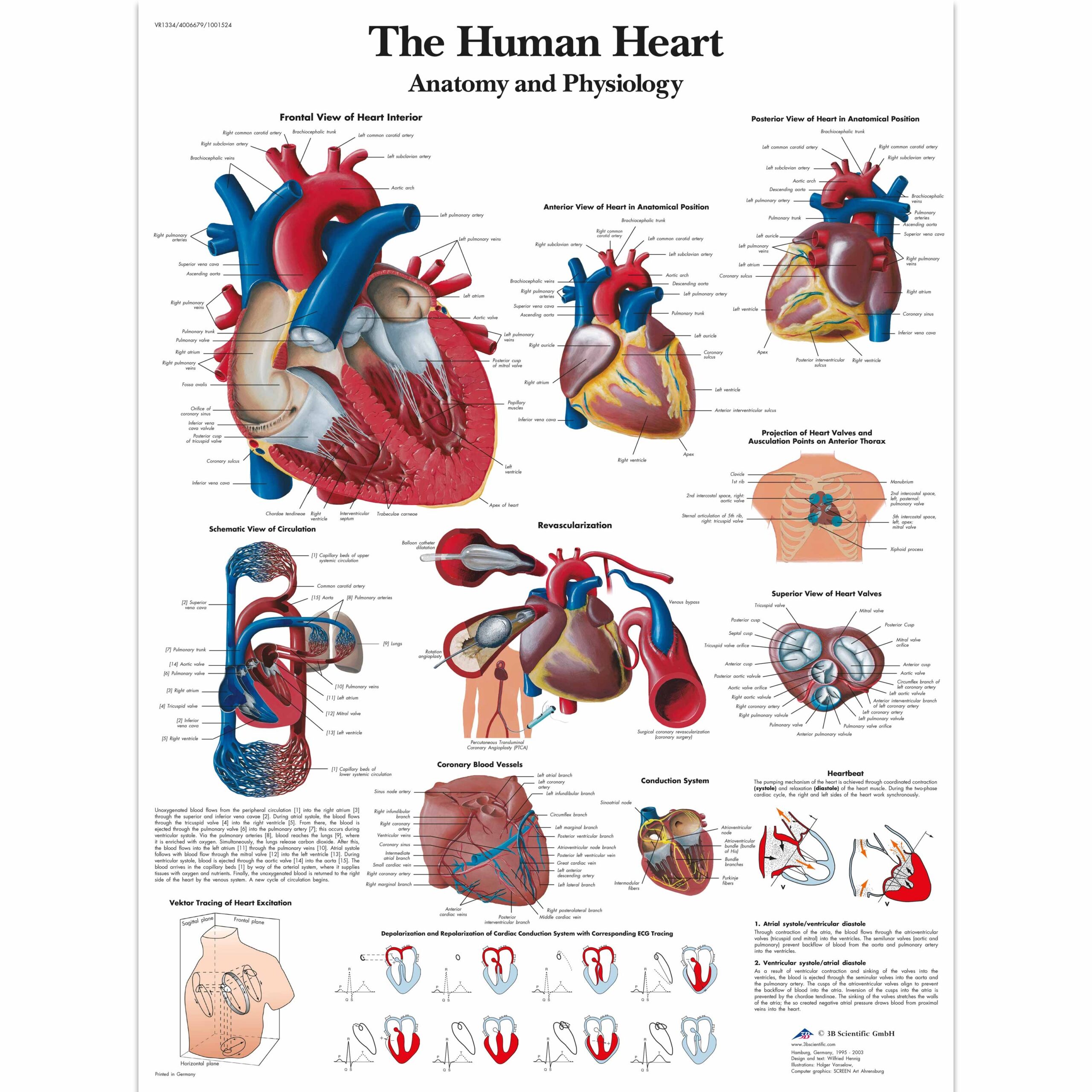 The Human Heart Chart Anatomy And Physiology Anatomical Charts 