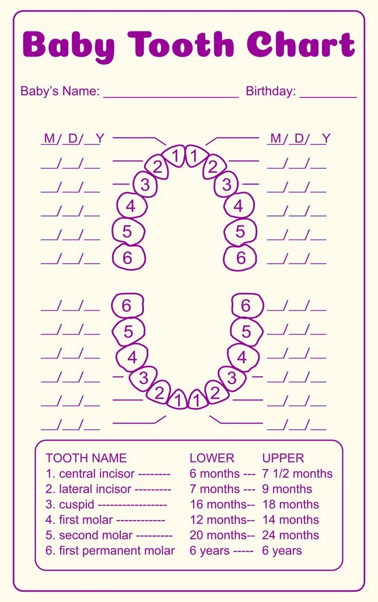tooth chart full sheet 15 free pdf printables printablee